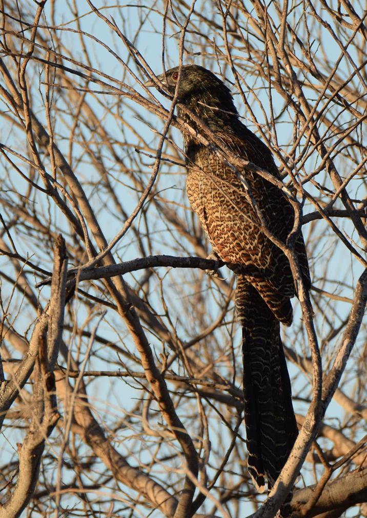 Pheasant Coucal-007.JPG